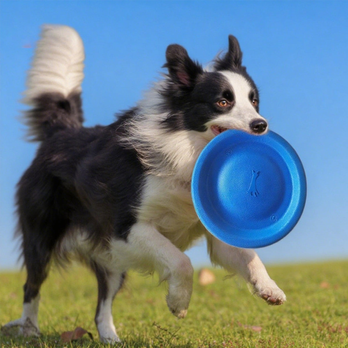 Why a Floating Soft Frisbee Beats a Tennis Ball at the Lake